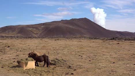 Penacho-Volcánico-Masivo-O-Nube-De-Humo-Brota-De-La-Erupción-Explosiva-Volcánica-Del-Volcán-Fagradalsfjall-En-Islandia-Con-Pony-Islandés-En-Primer-Plano-De-Campo