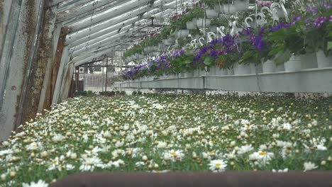 Blumen-Wachsen-Im-Inneren-Eines-Gewächshauses-In-Island,-Das-Mit-Erdwärme-Betrieben-Wird