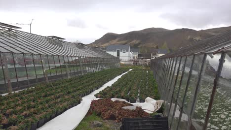 Flowers-Grow-In-The-Interior-Of-A-Greenhouse-In-Iceland-Powered-By-Geothermal-Heat