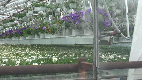 Flowers-Grow-In-The-Interior-Of-A-Greenhouse-In-Iceland-Powered-By-Geothermal-Heat