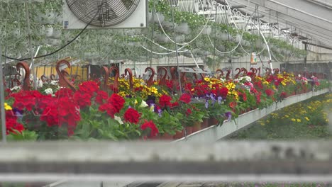 Flowers-Grow-In-The-Interior-Of-A-Greenhouse-In-Iceland-Powered-By-Geothermal-Heat