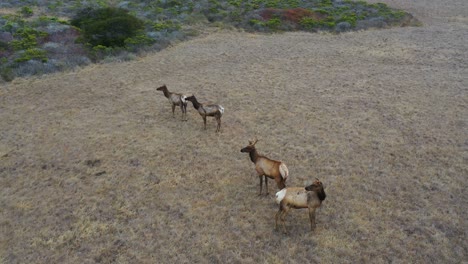 Toma-Aérea-De-La-Vida-Silvestre-De-Los-Ciervos-Alces-Pastando-En-Una-Ladera-Remota-De-California-Central