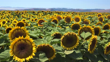 Wunderschönes-Sonnenblumenfeld-Im-Strahlenden-Sonnenschein-Kaliforniens-In-Der-Nähe-Von-Gilroy,-Kalifornien