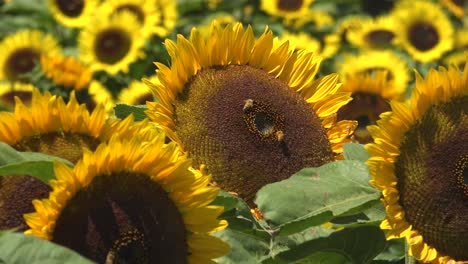 Gorgeous-Field-Of-Sunflowers-In-Bright-California-Sunshine-Near-Gilroy,-California-With-Honeybees-Pollinating