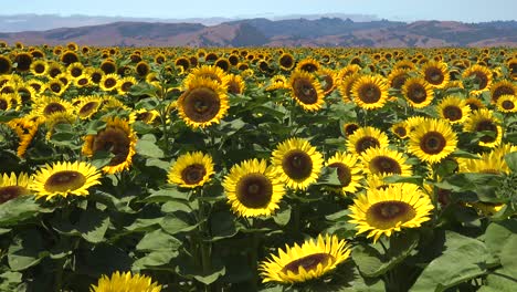 Hermoso-Campo-De-Girasoles-En-El-Brillante-Sol-De-California-Cerca-De-Gilroy,-California