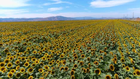 Aerial-Over-Gorgeous-Field-Of-Sunflowers-In-Bright-California-Sunshine-Near-Gilroy,-California