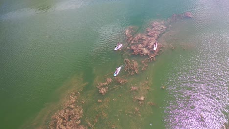 Vista-Aérea-Sobre-Paddleboarders-En-Un-Río-Con-Vegetación-Debajo,-Río-Colorado,-Austin,-Texas