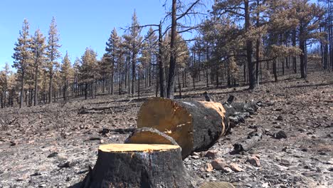 Pan-Across-Fallen-Trees,-Ash-And-Burned-Forests-Following-The-Destructive-Caldor-Fire-Near-South-Lake-Tahoe,-California