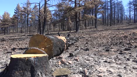 Tilt-Up-Fallen-Trees,-Ash-And-Burned-Forests-Following-The-Destructive-Caldor-Fire-Near-South-Lake-Tahoe,-California