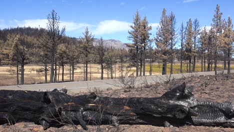 Panorámica-A-Través-De-árboles-Caídos,-Cenizas-Y-Bosques-Quemados-Tras-El-Destructivo-Incendio-De-Caldor-Cerca-Del-Sur-De-Lake-Tahoe,-California