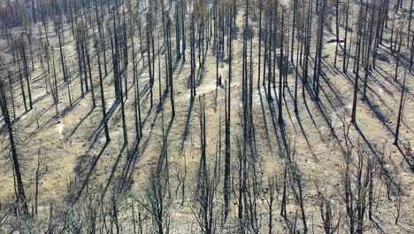 Antena-De-Inclinación-Lenta-Sobre-árboles-Forestales-Destruidos-Quemados-Y-Destrucción-Del-Desierto-Del-Fuego-Caldor-Cerca-Del-Lago-Tahoe,-California