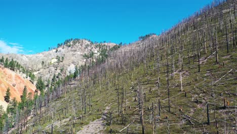 Luftaufnahme-über-Verbrannten-Wäldern-Mit-Zurückkehrender-Vegetation-In-Der-Nähe-Von-Lake-Tahoe,-Kalifornien