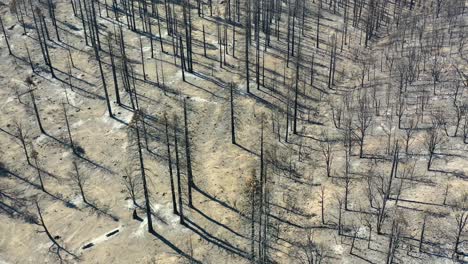 Ground-Level-Aerial-Through-Burnt-Destroyed-Forest-Trees-And-Wilderness-Destruction-Of-The-Caldor-Fire-Near-Lake-Tahoe,-California