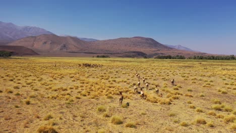 Antena-Sobre-Una-Hermosa-Manada-De-Alces-De-California-O-Ciervos-Bura-Corriendo-En-Campos-En-Las-Montañas-Del-Este-De-Sierra-Nevada-Cerca-De-Lone-Pine,-California