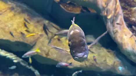 Unterwasseraufnahme-Eines-Zweifarbigen-Kaiserfischschwimmens