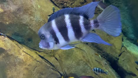 Unterwasseraufnahme-Einer-Schule-Blauer-Zaire-Tropischer-Gestreifter-Schwimmender-Fische