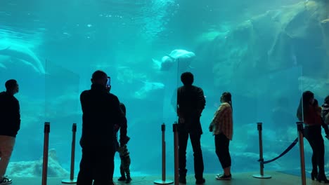 Los-Turistas-En-El-Acuario-De-Georgia-En-Atlanta-Admiran-Las-Ballenas-Beluga-Jugando-En-Un-Gran-Tanque-De-Vidrio-Submarino