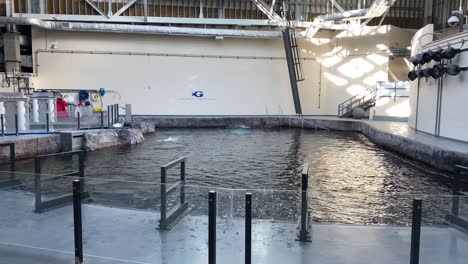 Beluga-Whales-Dive-And-Surface-In-A-Large-Viewing-Tank-At-The-Georgia-Aquarium-In-Atlanta