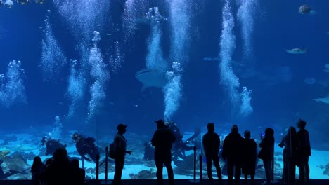 Un-Buzo-Nada-Bajo-El-Agua-Con-Un-Enorme-Tiburón-Ballena-Mientras-Los-Turistas-Miran-En-Un-Tanque-Gigante-Bajo-El-Agua-En-El-Acuario-De-Georgia-En-Atlanta