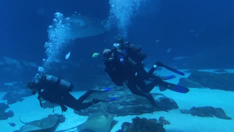 Los-Buzos-Nadan-Bajo-El-Agua-Con-Un-Enorme-Tiburón-Ballena-En-El-Acuario-De-Georgia-En-Atlanta