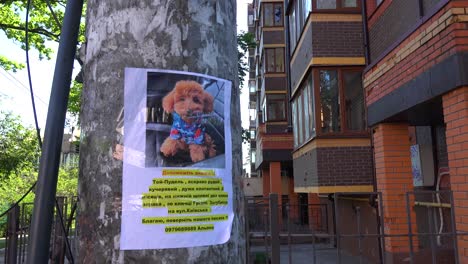 Un-Póster-De-Un-Lindo-Cachorro-Perdido-Perdido-En-Medio-De-La-Destrucción-De-Irpin,-Ucrania-Tras-La-Ocupación-Rusa