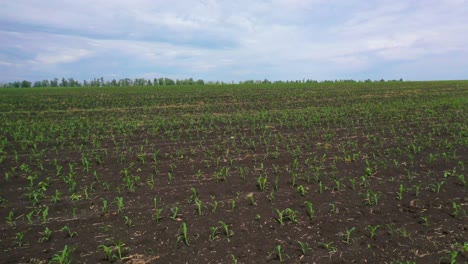 Aerial-Over-Farm-Fields-And-Agriculture-Seedling-Crops-Growing-In-Ukraine