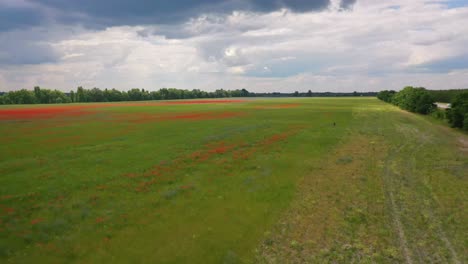 Antena-Impresionista-Sobre-Campos-De-Ucrania-Con-Flores-Silvestres-Que-Crecen-Sugiere-Agricultura-Y-Paisaje-Ucranianos