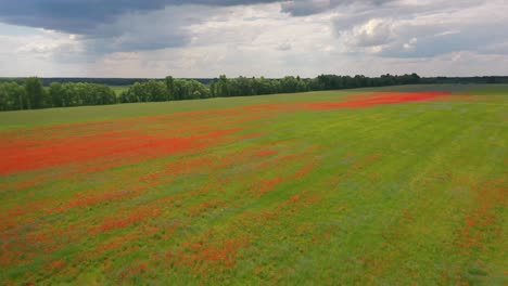 Aerial-Over-Ukraine-Fields-With-Wildflowers-Growing-Suggests-Ukrainian-Agriculture-And-Landscape