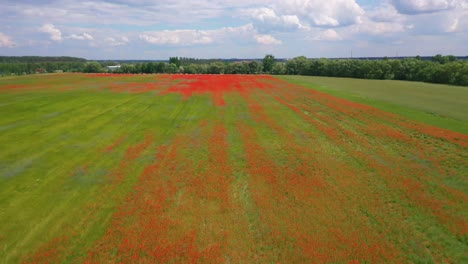 Antena-Sobre-Campos-De-Ucrania-Con-Flores-Silvestres-Rojas-Que-Crecen-Sugiere-Agricultura-Y-Paisaje-Ucranianos