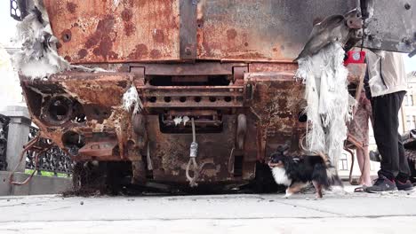 Un-Perro-Levanta-La-Pierna-Y-Orina-En-Un-Tanque-Ruso-Destruido-En-La-Plaza-Central-De-Kyiv-Kiev,-Ucrania