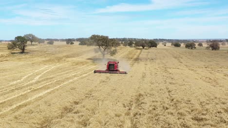 Una-Excelente-Toma-Aérea-De-Una-Cosechadora-Agrícola-Cortando-Un-Campo-En-Parkes,-Nueva-Gales-Del-Sur,-Australia