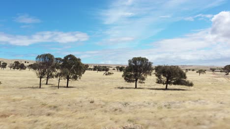 Excelente-Toma-Aérea-De-árboles-En-Un-Campo-Marrón-En-El-Campo-De-La-Península-De-Eyre,-Sur-De-Australia