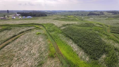 Drohnenvideo-Aus-Der-Luft-Von-Reichen,-Grünen,-Ländlichen,-Landwirtschaftlichen-Ackerland,-Mais-Und-Bohnen-Im-Mittleren-Westen-Von-Iowa