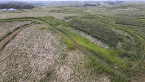 Drohnenaufnahmen-Aus-Der-Luft-Von-Sommerzeit-Mit-Starkem-Wind,-Sturm-Und-Wetterschäden,-Die-An-Ernten-In-Einem-Ländlichen-Ackerland-In-Iowa-Angerichtet-Wurden