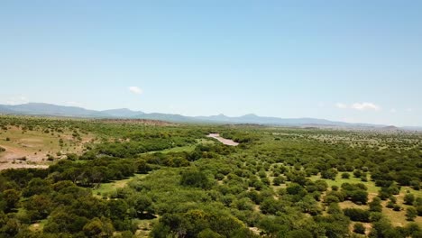 Antena-Sobre-Vacas-O-Ganado-Pastando-En-Un-Río-Fangoso-Cacadu-Y-Vastos-Paisajes-En-El-Municipio-Del-Distrito-De-Chris-Hani-De-Sudáfrica