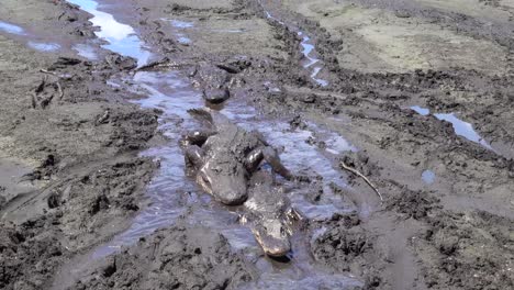 Caimanes-Se-Arrastran-A-Través-De-Un-Agujero-De-Barro-En-Los-Everglades-De-Florida