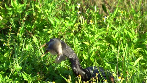 Ein-Anhinga-Vogel-Schluckt-Einen-Riesigen-Lebenden-Fisch-Im-Ganzen,-Während-Er-Lebenslang-Flattert