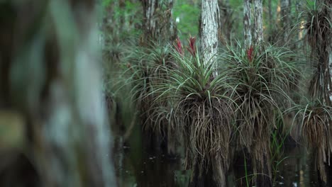 Las-Bromelias-Crecen-En-Los-Everglades-De-Florida