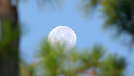 Nahaufnahme-Des-Mondes,-Der-Sich-über-Den-Himmel-Bewegt,-Gesehen-Durch-Kiefern