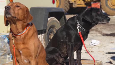 Emergency-Rescue-Workers-Use-Cadaver-Dogs-To-Search-Rubble-Of-Mayfield-Consumer-Products-Candle-Factory-After-It-Was-Destroyed-During-A-Massive-Tornado-In-Kentucky