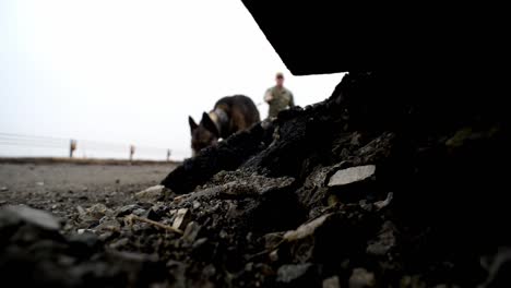 Los-Perros-De-Trabajo-Militares-Malinois-Belgas-De-La-Marina-De-Los-EE.-UU.-Se-Entrenan-Para-El-Deber-De-Aplicación-De-La-Ley-De-Seguridad-Canina,-Yokosuka,-Japón