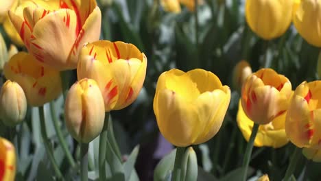 Bellas-Tomas-De-Tulipanes-Primaverales-Y-Flores-De-Cerezo-En-Un-Día-Soleado-En-El-Jardín-De-La-Casa-Blanca,-Washington-Dc