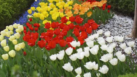 Beauty-Shots-Of-Springtime-Tulips-And-Cherry-Blossoms-On-A-Sunny-Day-In-The-White-House-Garden,-Washington-Dc