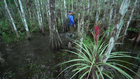 Un-Hombre-Pasa-Junto-A-Plantas-De-Bromelias-Mientras-Recorre-A-Pie-Los-Everglades-De-Florida