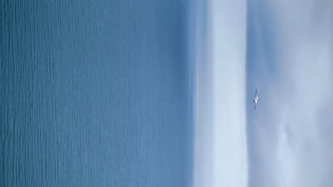 A-video-of-a-beautiful-and-elegant-artic-sea-gull-moving-through-the-wind-with-snow-covered-mountains-in-the-background-and-the-ocean