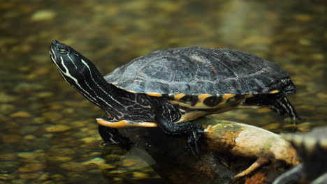 Yellow-bellied-slider-turtle-lying-on-log-by-the-pond