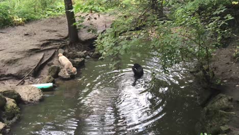 Dos-Perros-Grandes-Hacen-Ondas-En-El-Lago