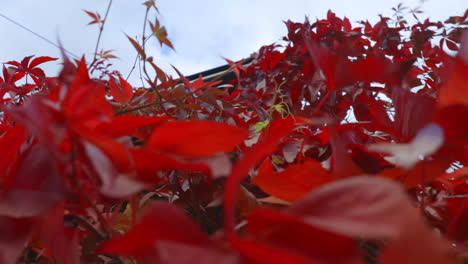 Drücken-Sie-In-Einen-Niedrigen-Winkel,-Der-Vertikal-Zeigt,-Mit-Wildem-Wein-Im-Herbst-Leuchtend-Rot