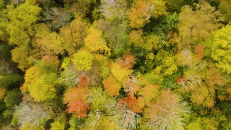 Aerial,-dense-woodlands-with-trees-covered-in-fall-foliage,-straight-down-view