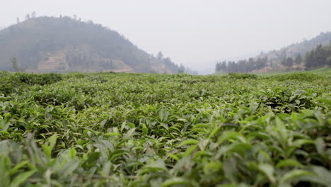 Teeplantage-Aus-Nächster-Nähe-In-Ruanda,-Afrika